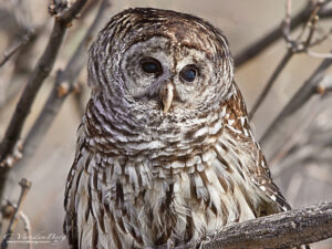 Barred Owl in a tree in the winter | photography, images, and art for hotels, office buildings, homes, restaurants, hospitals, and shopping malls