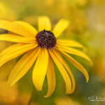 Yellow Black-Eyed-Susan on a soft background | photography, images, and art for hotels, office buildings, homes, restaurants, hospitals, and shopping malls
