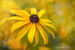 Yellow Black-Eyed-Susan on a soft background | photography, images, and art for hotels, office buildings, homes, restaurants, hospitals, and shopping malls