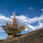 Ancient bristlecone pine tree alone on a hillside in California | photography, images, and art for hotels, office buildings, homes, restaurants, hospitals, and shopping malls