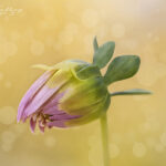 Opening Bud | photography, images, and art for hotels, office buildings, homes, restaurants, hospitals, and shopping malls