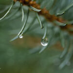 Close up of dew drops on a pine branch | photography, images, and art for hotels, office buildings, homes, restaurants, hospitals, and shopping malls