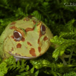 Pacman Frog in ferns | photography, images, and art for hotels, office buildings, homes, restaurants, hospitals, and shopping malls