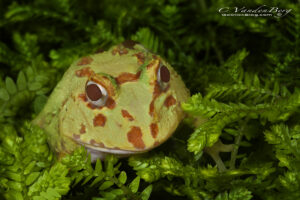 Pacman Frog in ferns | photography, images, and art for hotels, office buildings, homes, restaurants, hospitals, and shopping malls