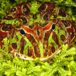 Green and red colorful chubby frog sitting in green ferns | photography, images, and art for hotels, office buildings, homes, restaurants, hospitals, and shopping malls