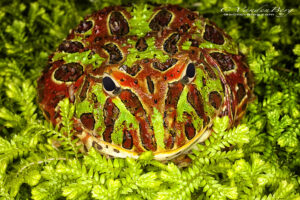 Green and red colorful chubby frog sitting in green ferns | photography, images, and art for hotels, office buildings, homes, restaurants, hospitals, and shopping malls