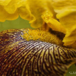 Close up of Yellow and Brown Iris | photography, images, and art for hotels, office buildings, homes, restaurants, hospitals, and shopping malls