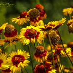 Orange and Red Flowers | photography, images, and art for hotels, office buildings, homes, restaurants, hospitals, and shopping malls