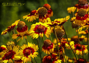 Orange and Red Flowers | photography, images, and art for hotels, office buildings, homes, restaurants, hospitals, and shopping malls