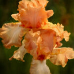 Two peach iris blossoms | photography, images, and art for hotels, office buildings, homes, restaurants, hospitals, and shopping malls