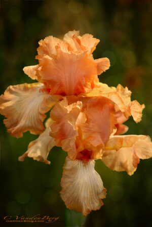 Two peach iris blossoms | photography, images, and art for hotels, office buildings, homes, restaurants, hospitals, and shopping malls