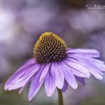 Purple Coneflower on a soft purple background | purple, petals, spring, summer, Echinacea | photography, images, and art for hotels, office buildings, homes, restaurants, hospitals, and shopping malls