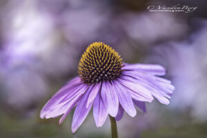 Purple Coneflower on a soft purple background | purple, petals, spring, summer, Echinacea | photography, images, and art for hotels, office buildings, homes, restaurants, hospitals, and shopping malls