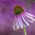 Purple Coneflower on soft dreamy background | photography, images, and art for hotels, office buildings, homes, restaurants, hospitals, and shopping malls