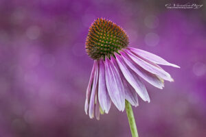 Purple Coneflower on soft dreamy background | photography, images, and art for hotels, office buildings, homes, restaurants, hospitals, and shopping malls