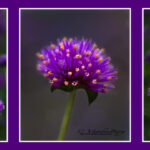 Purple flower triptych ] three, flowers, summer | photography, images, and art for hotels, office buildings, homes, restaurants, hospitals, and shopping malls