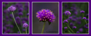 Purple flower triptych ] three, flowers, summer | photography, images, and art for hotels, office buildings, homes, restaurants, hospitals, and shopping malls
