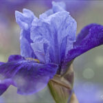 Blue iris on soft dreamy background | spring, summer, flower | photography, images, and art for hotels, office buildings, homes, restaurants, hospitals, and shopping malls