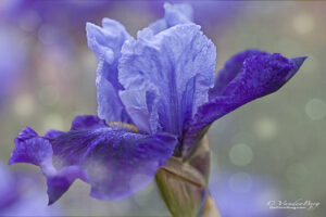 Blue iris on soft dreamy background | spring, summer, flower | photography, images, and art for hotels, office buildings, homes, restaurants, hospitals, and shopping malls