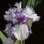 Purple and white Iris on a dark background | photography, images, and art for hotels, office buildings, homes, restaurants, hospitals, and shopping malls