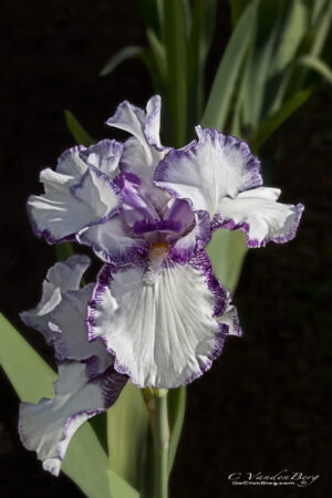 Purple and white Iris on a dark background | photography, images, and art for hotels, office buildings, homes, restaurants, hospitals, and shopping malls