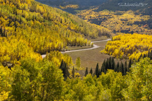 Road through an aspen forest | fall, autumn, Colorado | photography, images, and art for hotels, office buildings, homes, restaurants, hospitals, and shopping malls