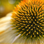 Close up of a yellow coneflower | petals, summer, macro, flower, Echinacea | photography, images, and art for hotels, office buildings, homes, restaurants, hospitals, and shopping malls