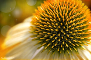 Close up of a yellow coneflower | petals, summer, macro, flower, Echinacea | photography, images, and art for hotels, office buildings, homes, restaurants, hospitals, and shopping malls
