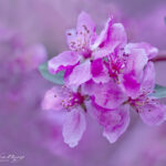 Crabapple branch | photography, images, and art for hotels, office buildings, homes, restaurants, hospitals, and shopping malls