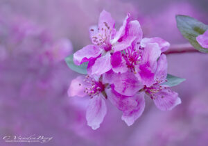 Crabapple branch | photography, images, and art for hotels, office buildings, homes, restaurants, hospitals, and shopping malls