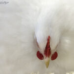 White Chicken Abstract | photography, images, and art for hotels, office buildings, homes, restaurants, hospitals, and shopping malls