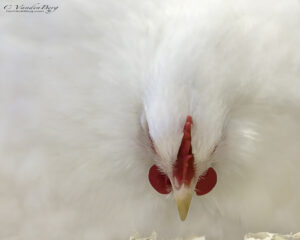 White Chicken Abstract | photography, images, and art for hotels, office buildings, homes, restaurants, hospitals, and shopping malls