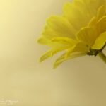 Yellow flower on a dreamy yellow background | photography, images, and art for hotels, office buildings, homes, restaurants, hospitals, and shopping malls