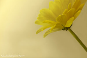 Yellow flower on a dreamy yellow background | photography, images, and art for hotels, office buildings, homes, restaurants, hospitals, and shopping malls