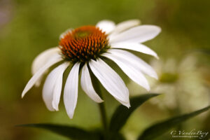 White Coneflower on a soft background | photography, images, and art for hotels, office buildings, homes, restaurants, hospitals, and shopping malls