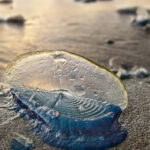 Blue Sailor Jellyfish on a beach at sunset | photography, images, and art for hotels, office buildings, homes, restaurants, hospitals, and shopping malls