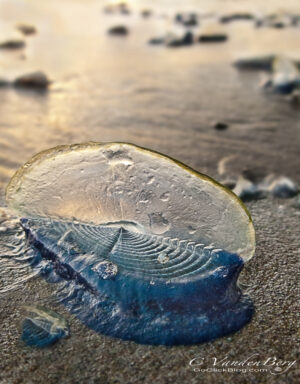 Blue Sailor Jellyfish on a beach at sunset | photography, images, and art for hotels, office buildings, homes, restaurants, hospitals, and shopping malls