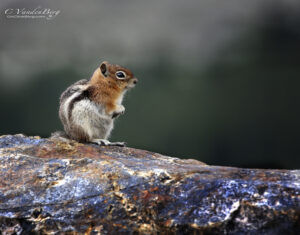 Cute little chipmunk sitting on a rock | photography, images, and art for hotels, office buildings, homes, restaurants, hospitals, and shopping malls