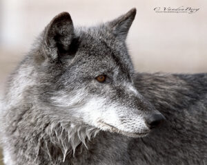 The intense stare of a grey wolf | photography, images, and art for hotels, office buildings, homes, restaurants, hospitals, and shopping malls