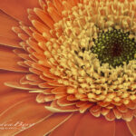Orange Zinnia | photography, images, and art for hotels, office buildings, homes, restaurants, hospitals, and shopping malls