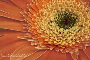 Orange Zinnia | photography, images, and art for hotels, office buildings, homes, restaurants, hospitals, and shopping malls
