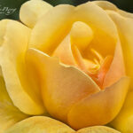 Yellow Rose | photography, images, and art for hotels, office buildings, homes, restaurants, hospitals, and shopping malls