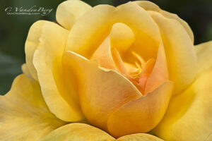 Yellow Rose | photography, images, and art for hotels, office buildings, homes, restaurants, hospitals, and shopping malls