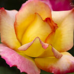 Pink and yellow rose | photography, images, and art for hotels, office buildings, homes, restaurants, hospitals, and shopping malls