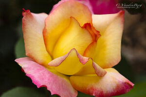 Pink and yellow rose | photography, images, and art for hotels, office buildings, homes, restaurants, hospitals, and shopping malls