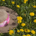 Straw hat in a field of dandelions | photography, images, and art for hotels, office buildings, homes, restaurants, hospitals, and shopping malls