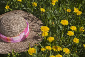Straw hat in a field of dandelions | photography, images, and art for hotels, office buildings, homes, restaurants, hospitals, and shopping malls
