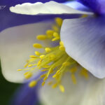 Blue Columbine | photography, images, and art for hotels, office buildings, homes, restaurants, hospitals, and shopping malls