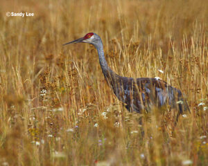 Sandhill Crane in a field | photography, images, and art for hotels, office buildings, homes, restaurants, hospitals, and shopping malls
