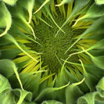 Sunflower Bud just starting to open | photography, images, and art for hotels, office buildings, homes, restaurants, hospitals, and shopping malls